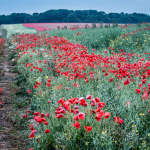 Poppies; edge of field