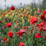 Poppies with colour behind