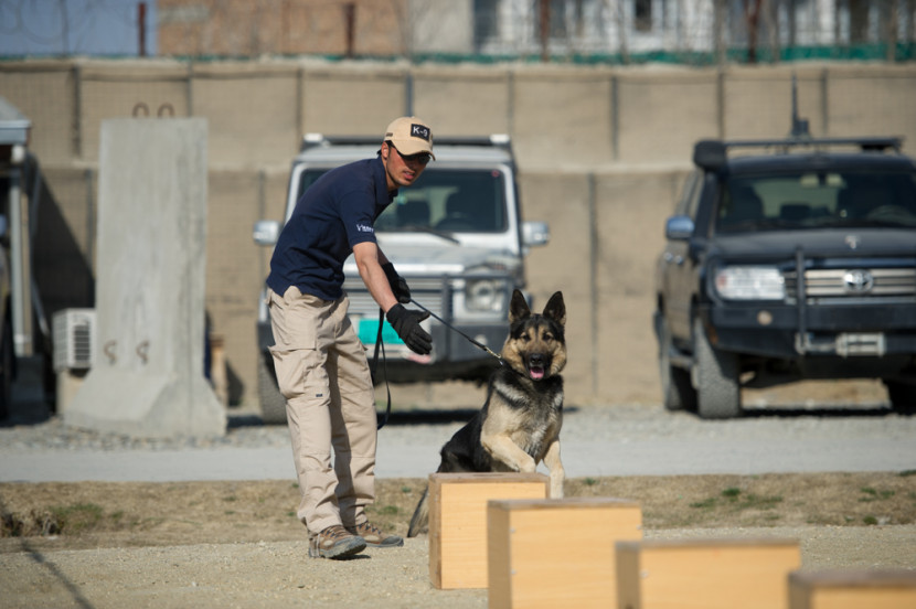 Dog training - all the dogs can sniff out explosives and deal with "problem" people