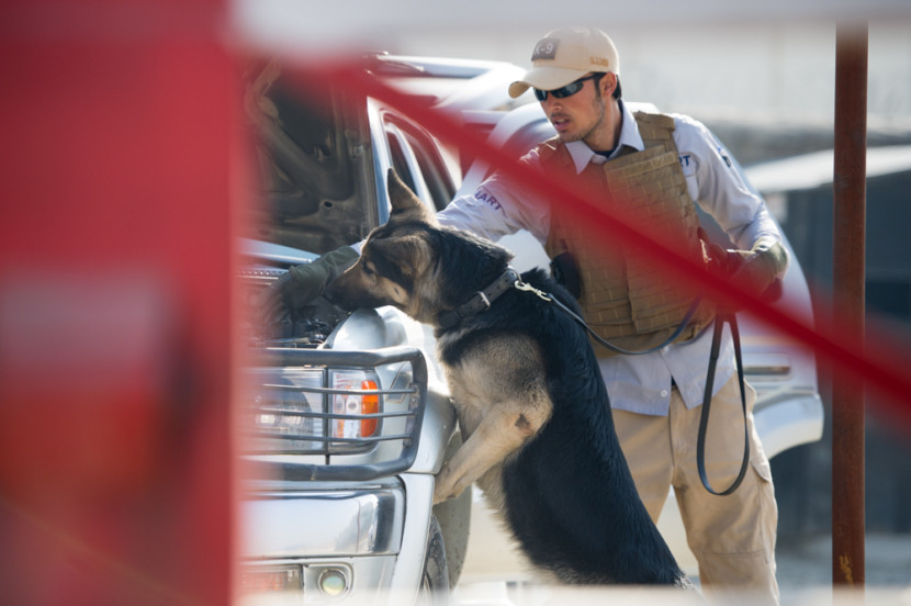 Dog checking vehicles for explosives