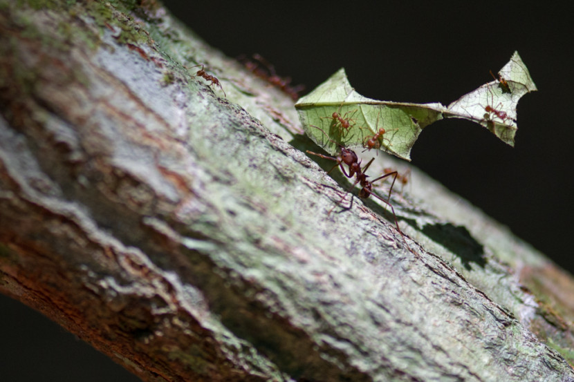 Leaf-Cutter ant