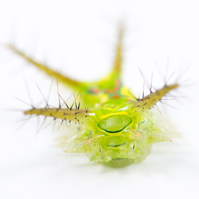 Incredible translucent caterpillar